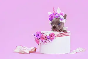 Romantic: French Bulldog dog puppy with unicorn headband with