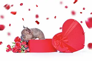 Romantic: French Bulldog dog puppy in Valentine's Day gift