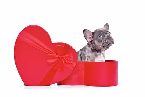 Romantic: French Bulldog dog puppy in Valentine's Day gift