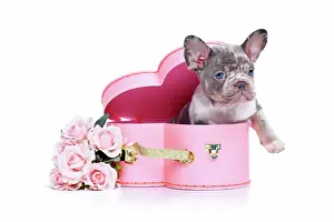 Romantic: French Bulldog dog puppy in Valentines Day trunk