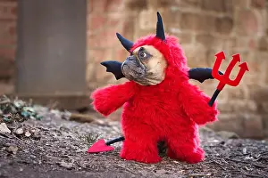 Devil: French Bulldog dog with red devil costume wearin