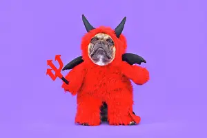 Cost: French Bulldog dog with red devil Halloween cost