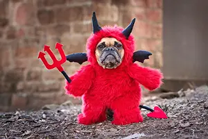 Devil: French Bulldog dog with red Halloween devil costume