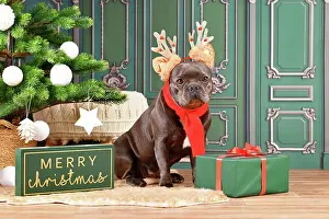 Reindeer: French Bulldog dog with reindeer costume antlers