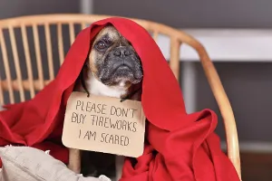 Cracker: French Bulldog dog with sign Please don't buy fireworks