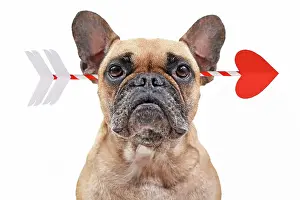 Arrow: French Bulldog dog struck by cupid Valentine love