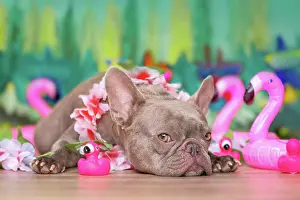 Garland: French Bulldog dog with tropical flower garlands