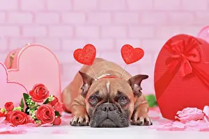 Romantic: French Bulldog dog with Valentine's day headband