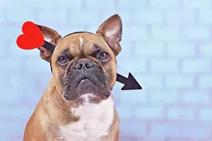 Romantic: French Bulldog dog with Valentine's day love arrow