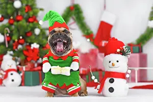 Gift: French Bulldog dog wearing Christmas elf costume
