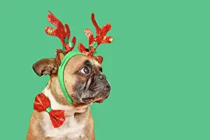Reindeer: French Bulldog dog wearing Christmas reindeer antler
