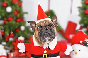 Gift: French Bulldog dog wearing Christmas Santa costu