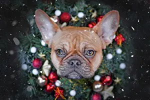 Flurry: French Bulldog dog wearing Christmas wreath with