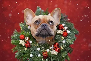 Decorated: French Bulldog dog wearing Christmas wreath with