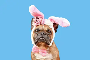 Decorated: French Bulldog dog wearing Easter bunny costume