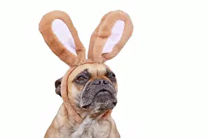 Decorated: French Bulldog dog wearing Easter bunny costume