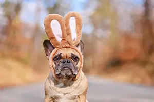 Decorated: French Bulldog dog wearing Easter bunny costume