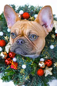 Neck: French Bulldog dog wearing festive Christmas wreath