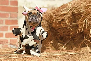 French Bulldog dog wearing funny full body Halloween