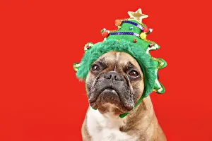 Event: French Bulldog dog wearing funny Christmas tree
