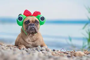 French Bulldog dog wearing funny frog costume headband