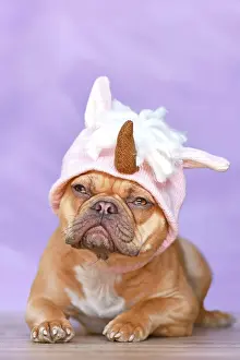Unicorn: French Bulldog dog with wearing a funny knitted