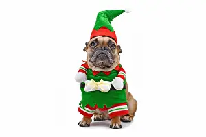 Dressed: French Bulldog dog wearing funny traditional cute
