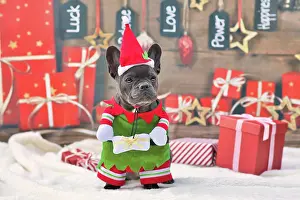 Dressed: French Bulldog dog wearing funny traditional cute