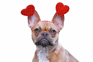 Romantic: French Bulldog dog wearing funny Valentine headband
