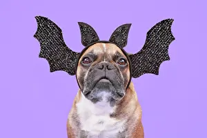 Microbat: French Bulldog dog wearing Halloween bat headban