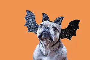 French Bulldog dog wearing Halloween bat headban