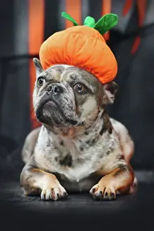 Paper: French Bulldog dog wearing Halloween pumpkin cos