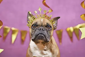 Greeting: French Bulldog dog wearing New Year's Eve part headband