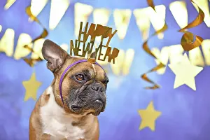 Greeting: French Bulldog dog wearing New Year's Eve part headband