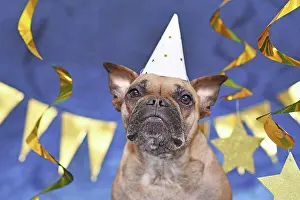 Festival: French Bulldog dog wearing New Year's Eve party