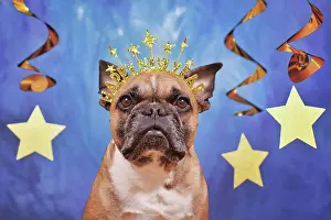 Greeting: French Bulldog dog wearing New Year's Eve party