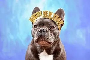 Greeting: French Bulldog dog wearing New Year's Eve party
