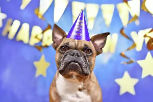 Dressed: French Bulldog dog wearing New Year's Eve party