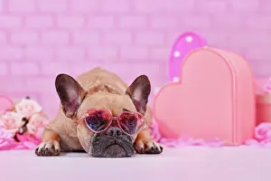 Romantic: French Bulldog dog wearing pink heart shaped Valentine's