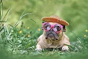 Cool: French Bulldog dog wearing pink sunglasses and M