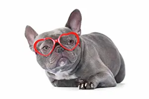 Romantic: French Bulldog dog wearing red heart shaped Valentine's
