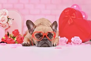 Romantic: French Bulldog dog wearing red heart shaped Valentine's