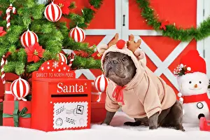 Reindeer: French Bulldog dog wearing Reindeer costume sweater