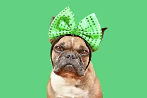 Dressed: French Bulldog dog wearing St. Patricks Day costume