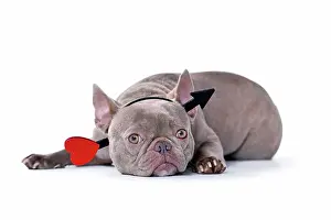 Romantic: French Bulldog dog wearing Valentine's day cupid