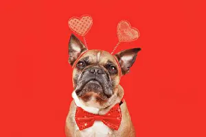 Romantic: French Bulldog dog wearing Valentine's Day headband