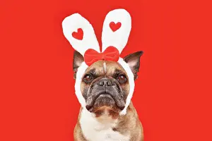 Romantic: French Bulldog dog wearing Valentine's Day headband