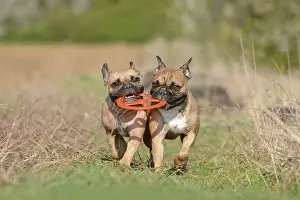 Fetch: Two French Bulldog dogs playing fetch together with