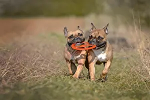Fetch: Two French Bulldog dogs playing fetch together with