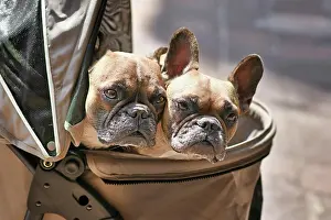 Sticking: Two French Bulldog dogs sticking heads out of dog buggy